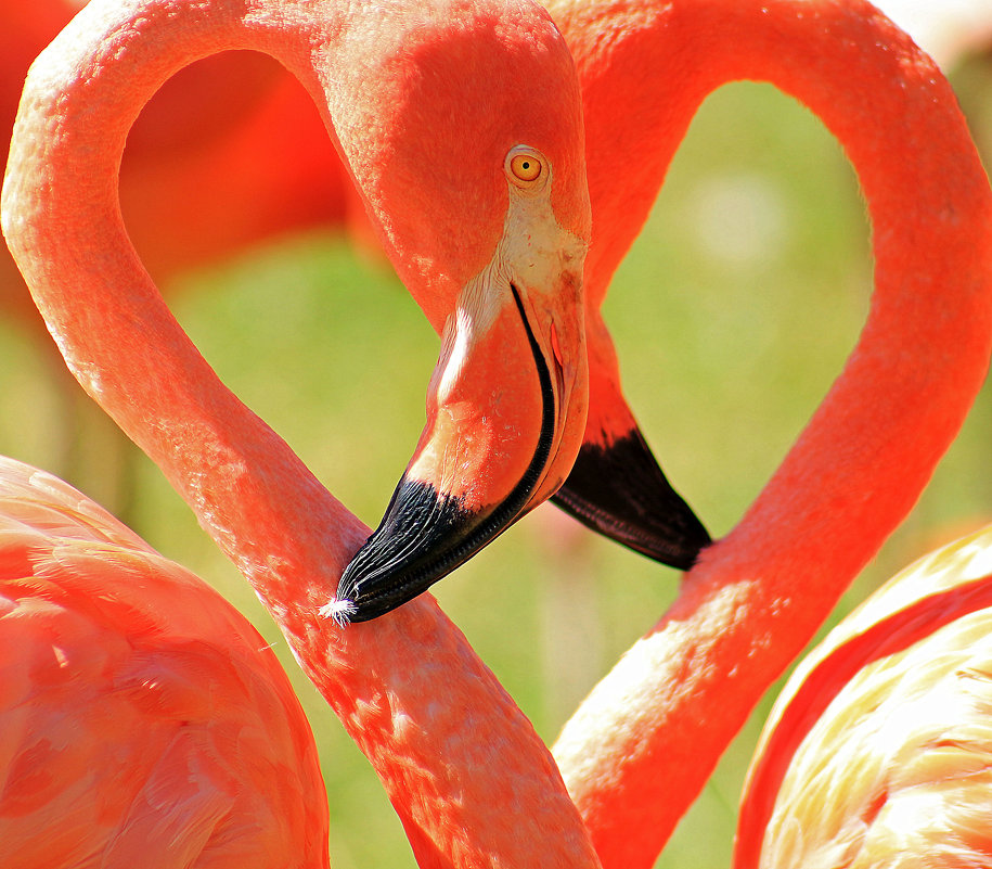 Розовое сердце фламинго - Alexander Andronik