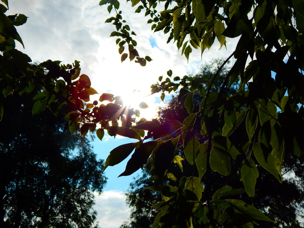 Блики заходящего солнца - sonya gudkova