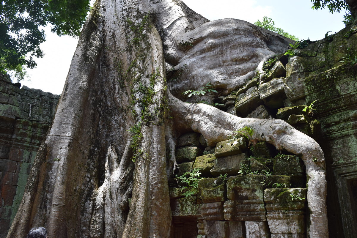 Камбоджа, храм "Та Пром" - Андрей 