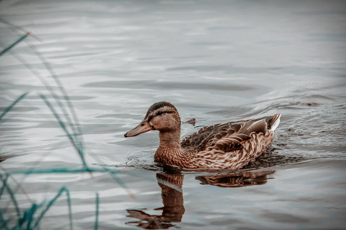 Duck - Aleksandr Tishkov