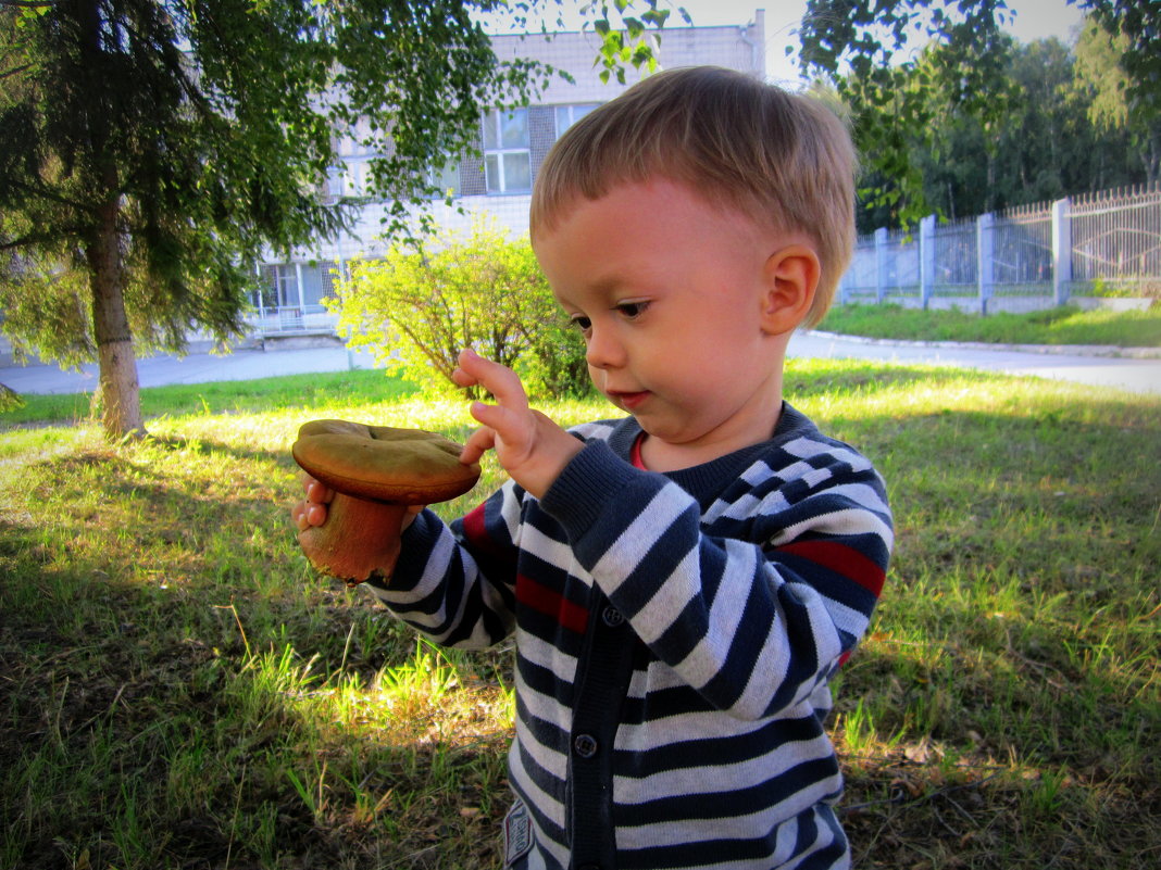 Знакомство с необычным грибом . - Мила Бовкун