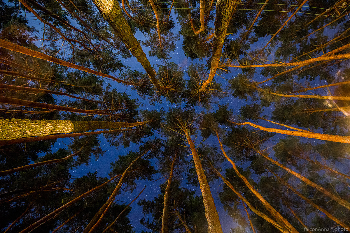 Ночь в сосновом лесу - Anna Falcon