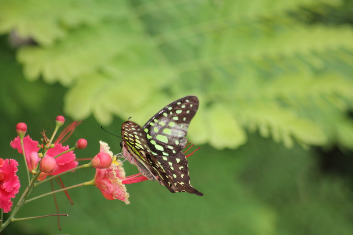 Бабочки Индии - maikl falkon 