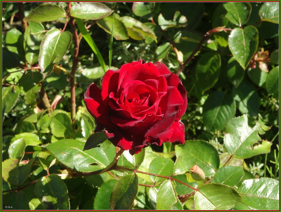 Прекрасная роза - Вера 