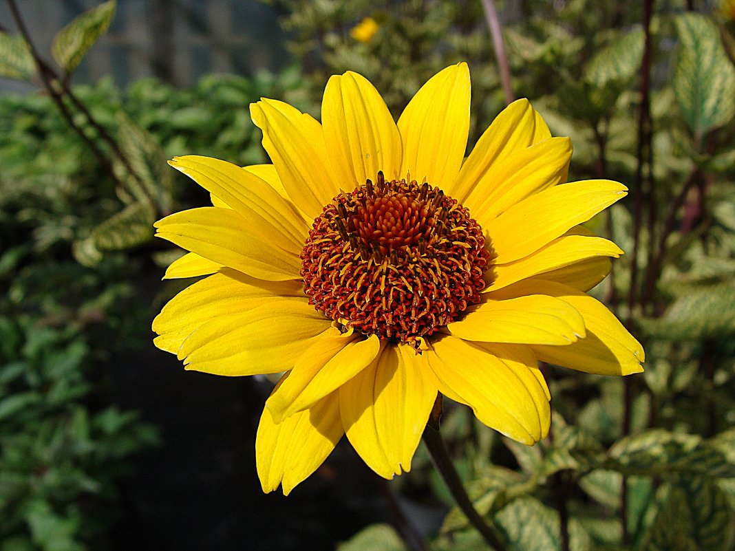 Heliopsis Summer Green - laana laadas