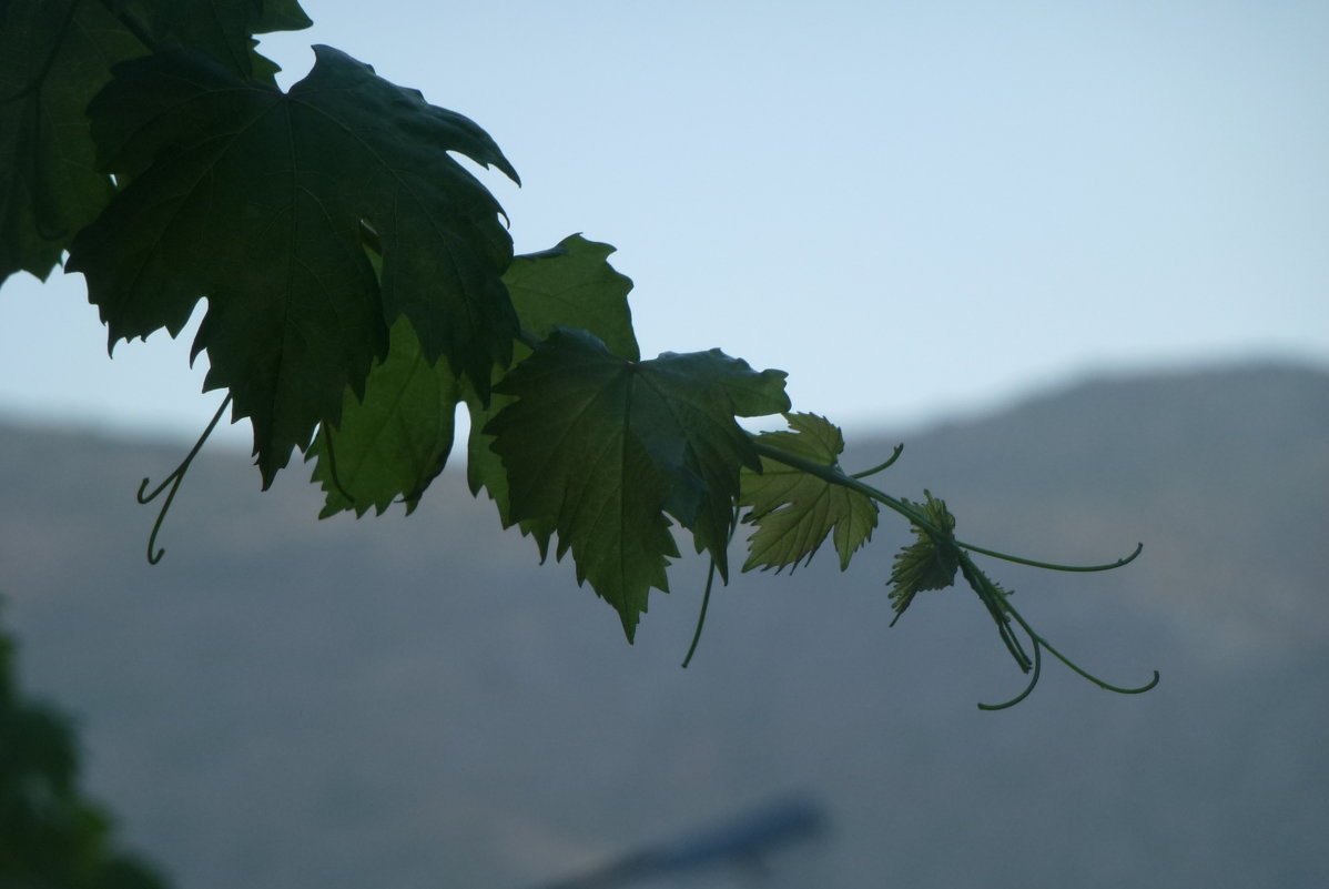 лоза винограда... в горах Крита - Калмакова Марина 