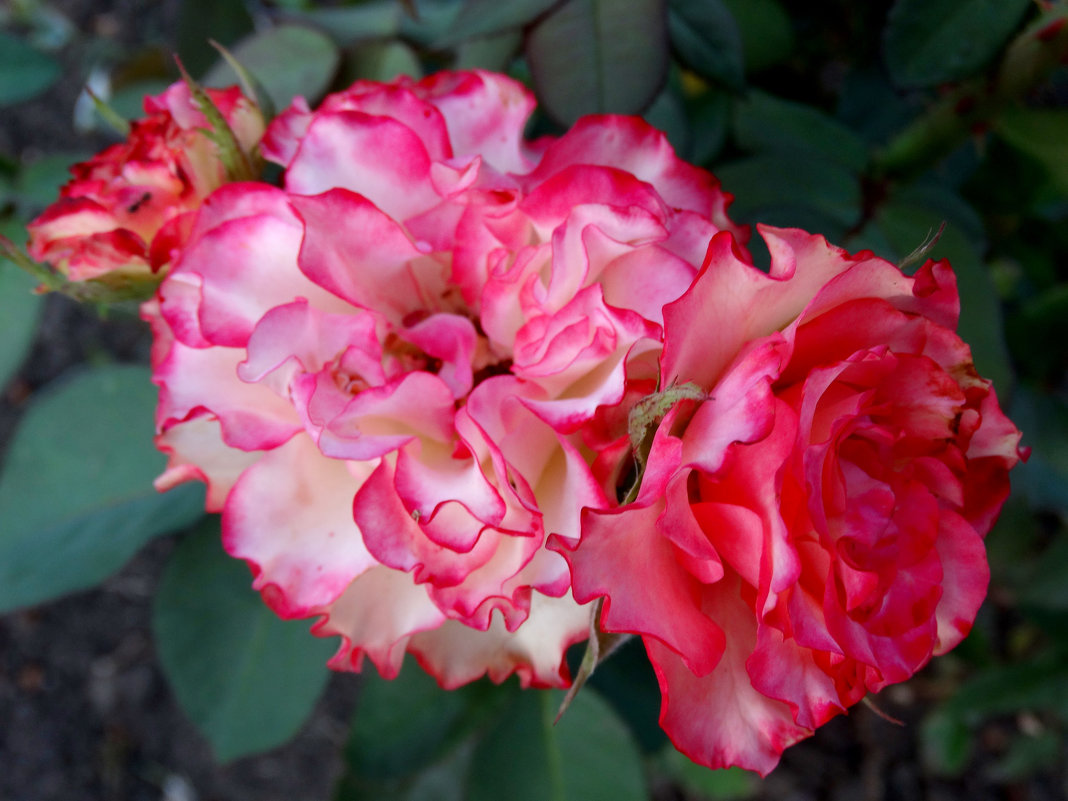 Розы августа...2 - Тамара (st.tamara)