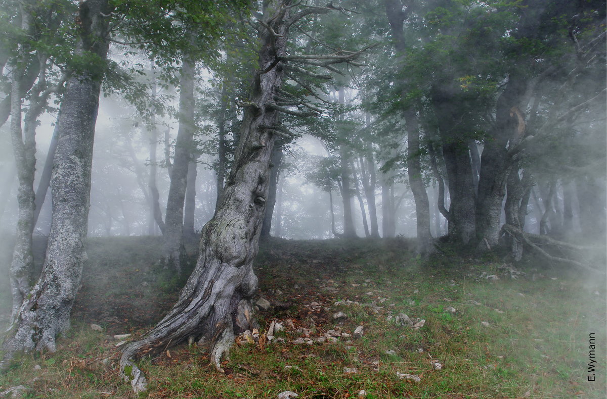 таинственные лесные духи - Elena Wymann