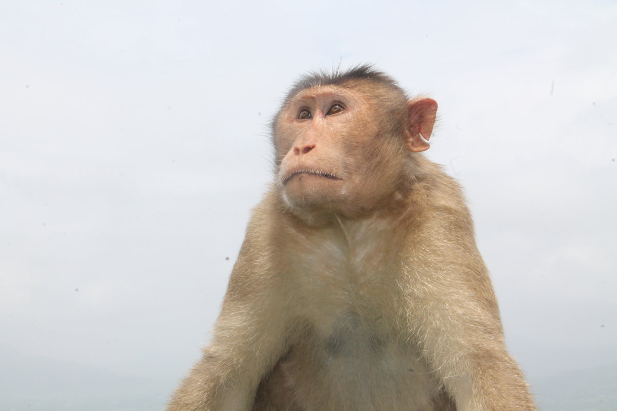 портрет обезьяны - maikl falkon 