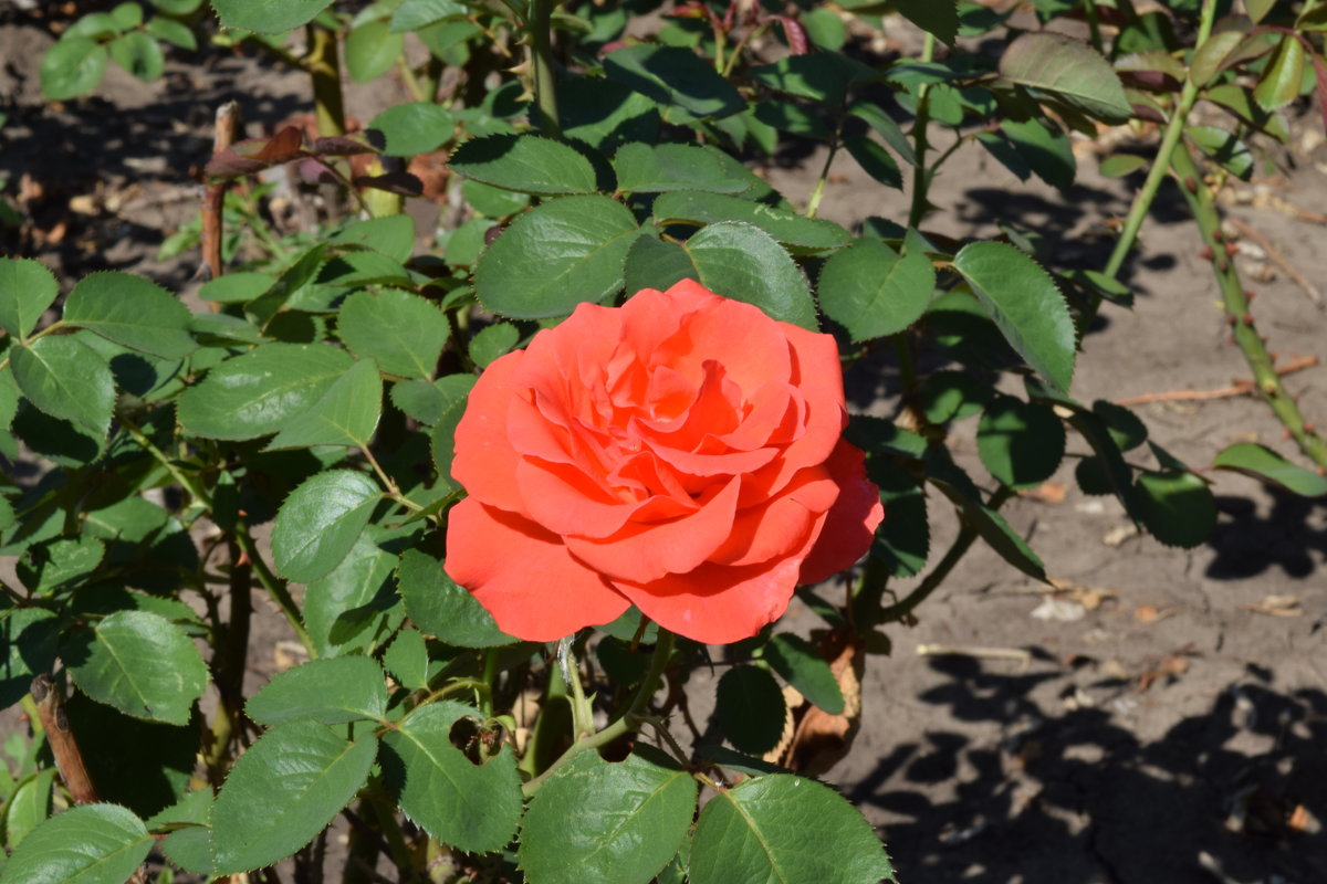 Роза в парке - Agnivarshi Малтыз