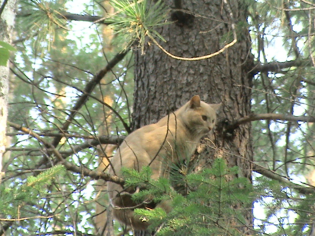 Кот в лесу - Лидия Цейер