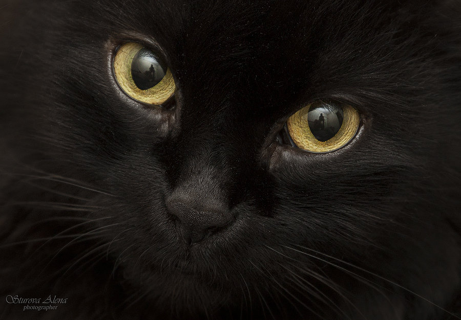 Черная кошка - Alena Sturova