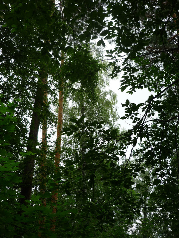 В лесу - Ольга 