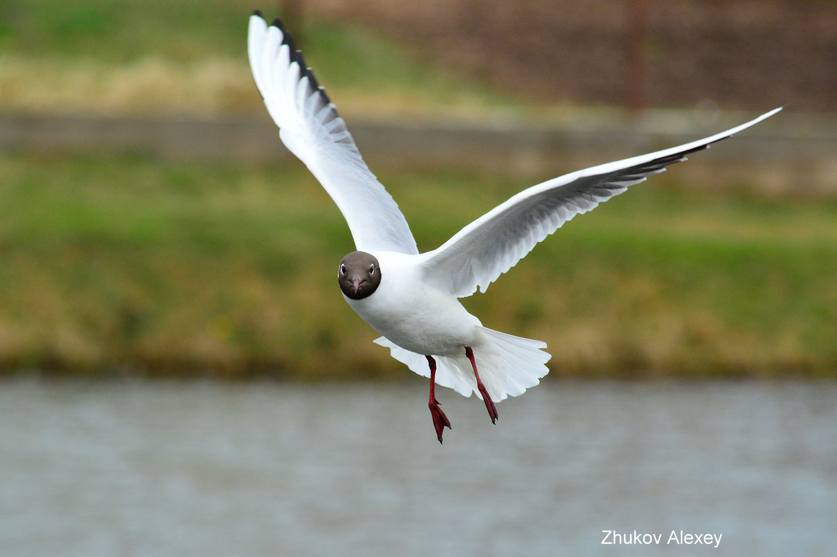 Flying seagull. - Алексей Жуков