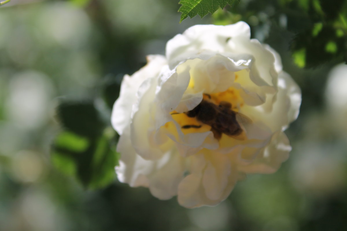 Цветочек и пчёлка - Ирина Головкина