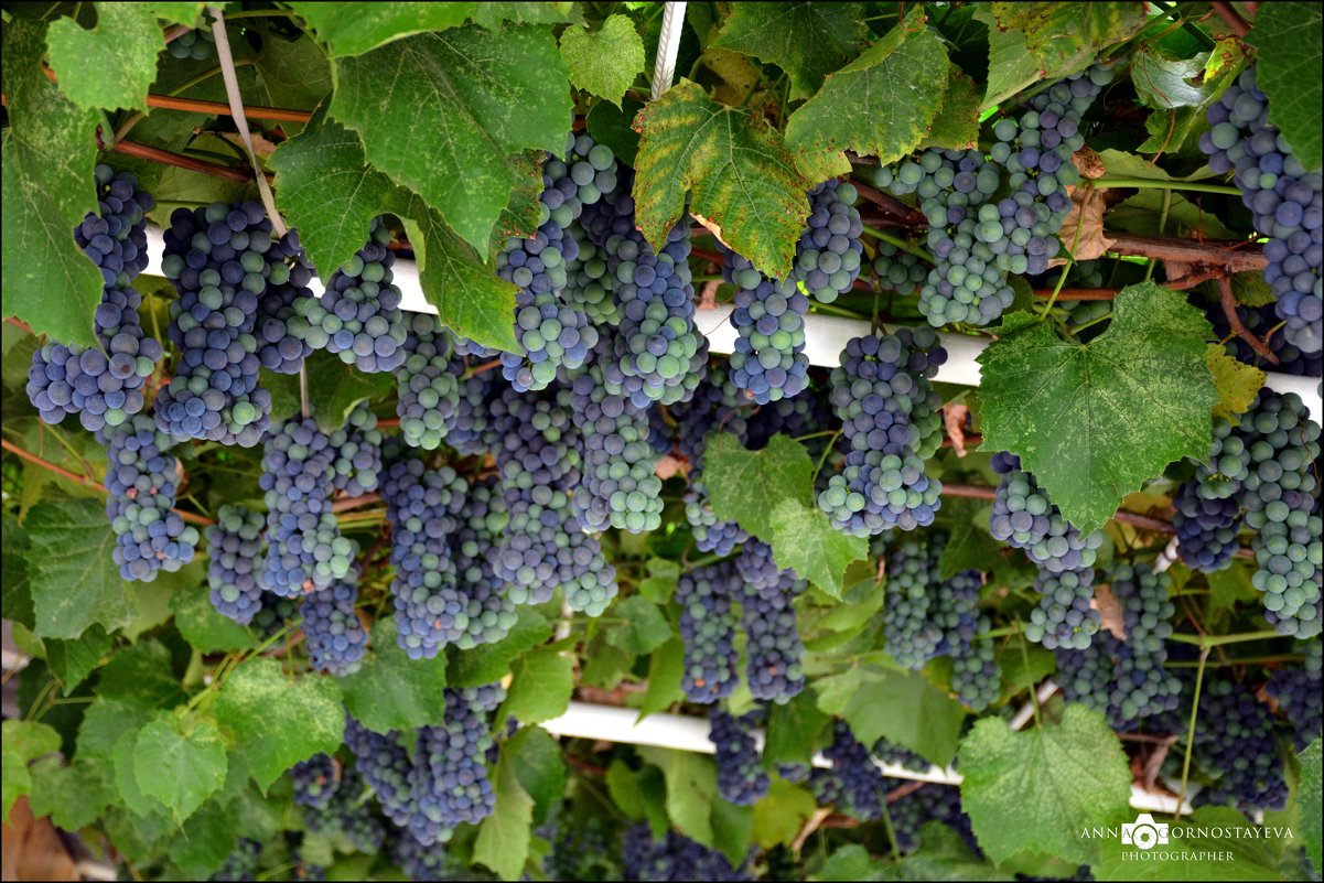 Появился виноград на Земле очень и очень давно... - Anna Gornostayeva