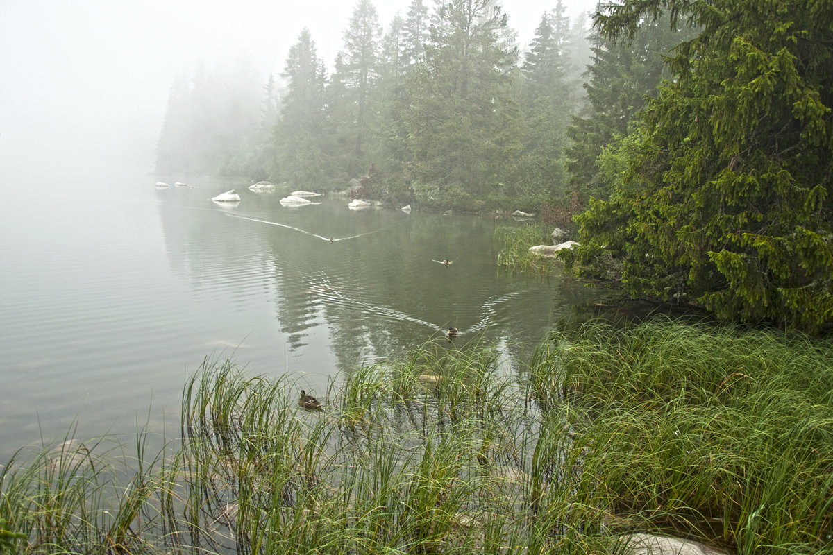 In time of Fog - Roman Ilnytskyi