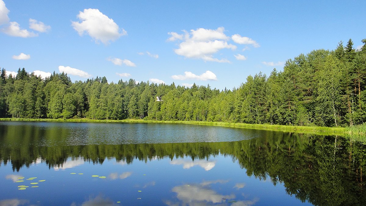 Лесное озеро - Елена Павлова (Смолова)