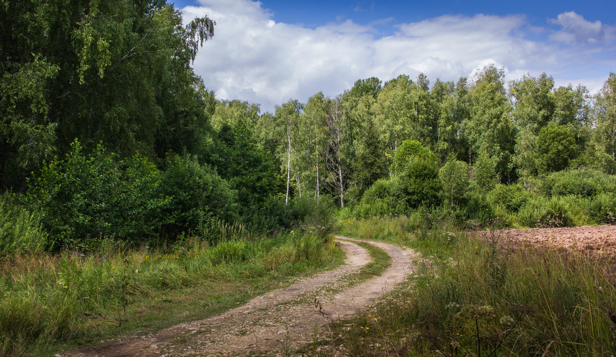 Дорога в летний лес - Владимир Буравкин