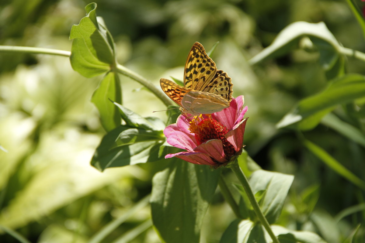 Бабочка на цветке - esadesign Егерев