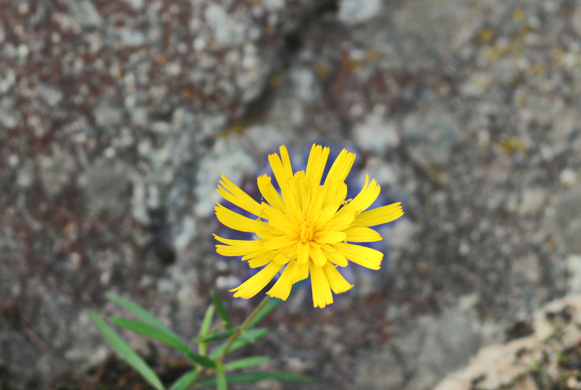 Цветок на скале - Олег Попков