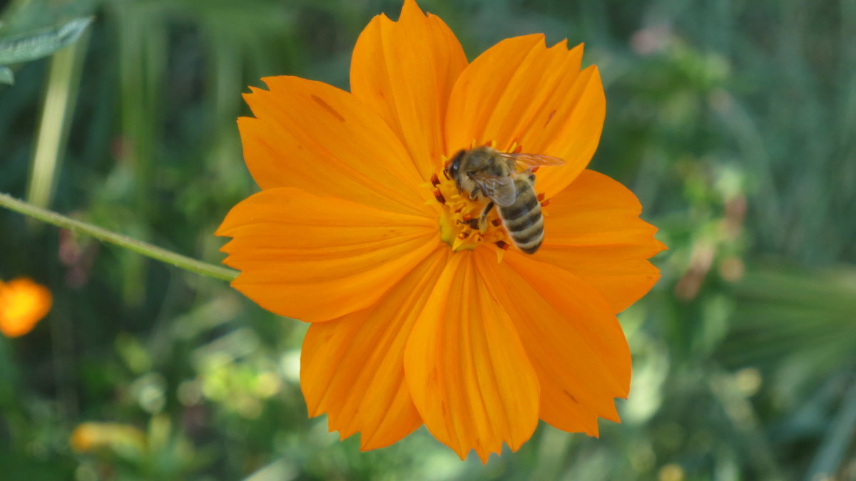 пчела на цветке - valeriy khlopunov