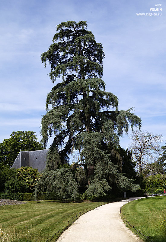 Chaumont - Alex 