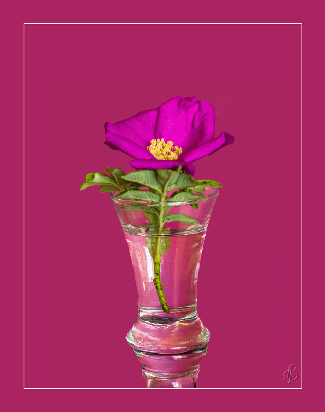 Цветок шиповника на розовом фоне - Виталий 