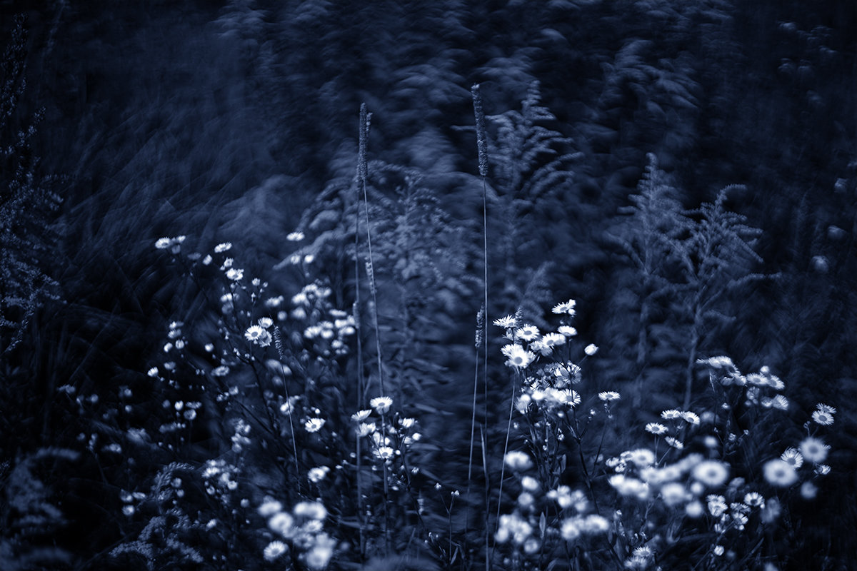 meadow - Zinovi Seniak