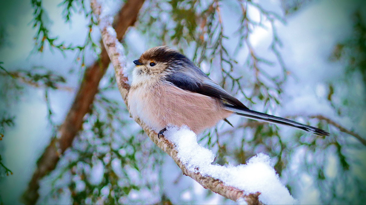 Птицы Кубани зимой