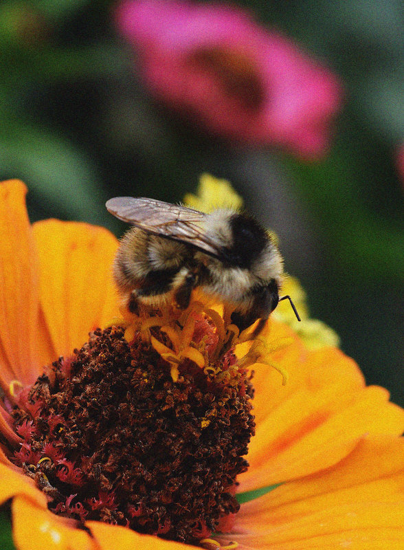 Пчелка - Надежда Фотина