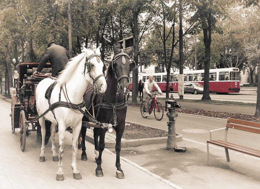 Wien (Транспорт бывает разным...) - TATIANA TSARKOVA