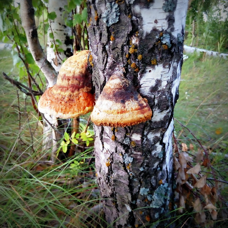 Древесный гриб - Алексей Симаков