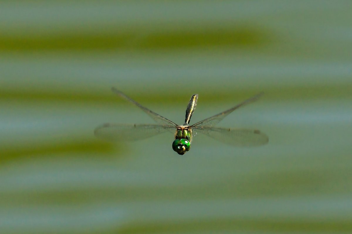 Мгновение или Полет стрекозы над озером - Irina -