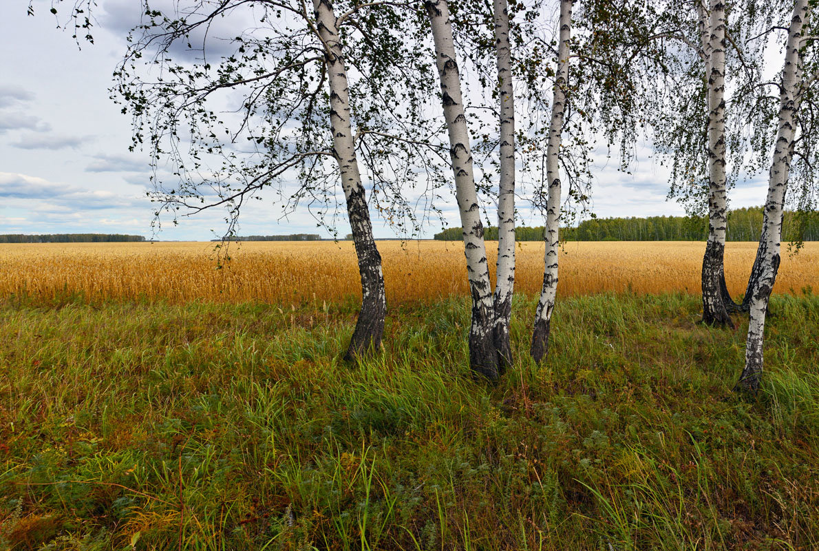 Пшеничное  поле - Геннадий Супрун
