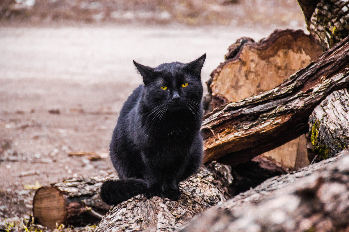 Cat - Marina Voronina (Platonova)