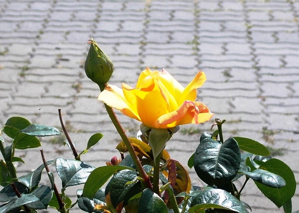 Чайная роза - Самохвалова Зинаида 