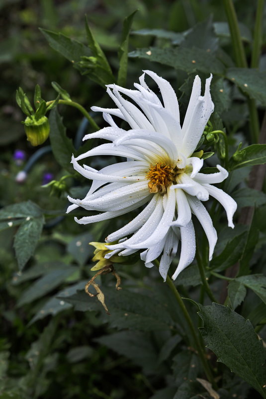 Белый цветок - Анатолий Иргл