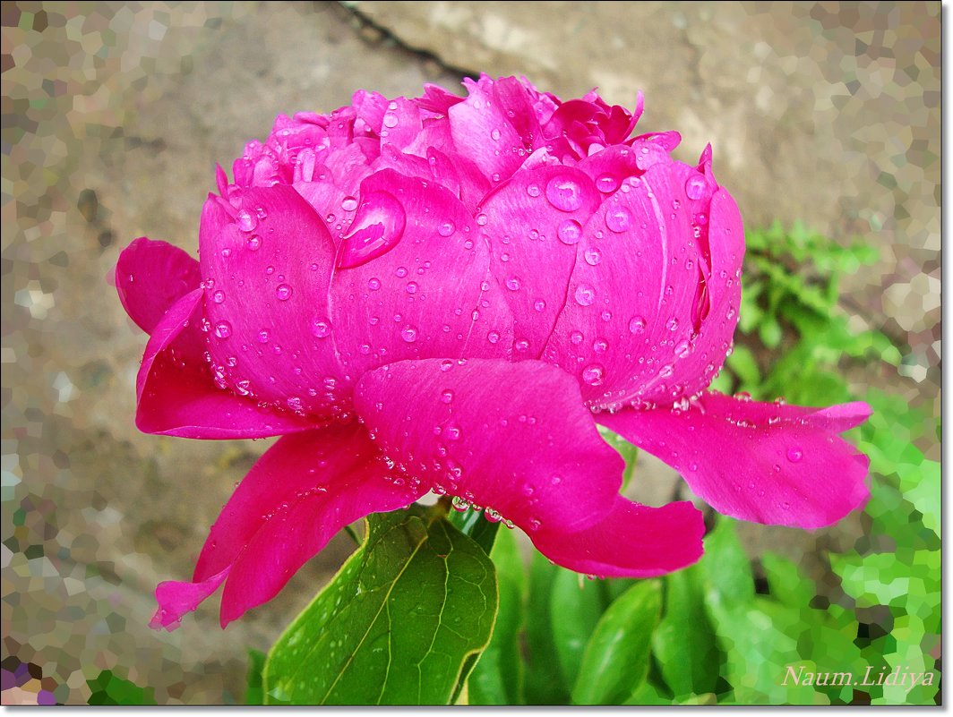 После дождя.Розовый - Лидия (naum.lidiya)