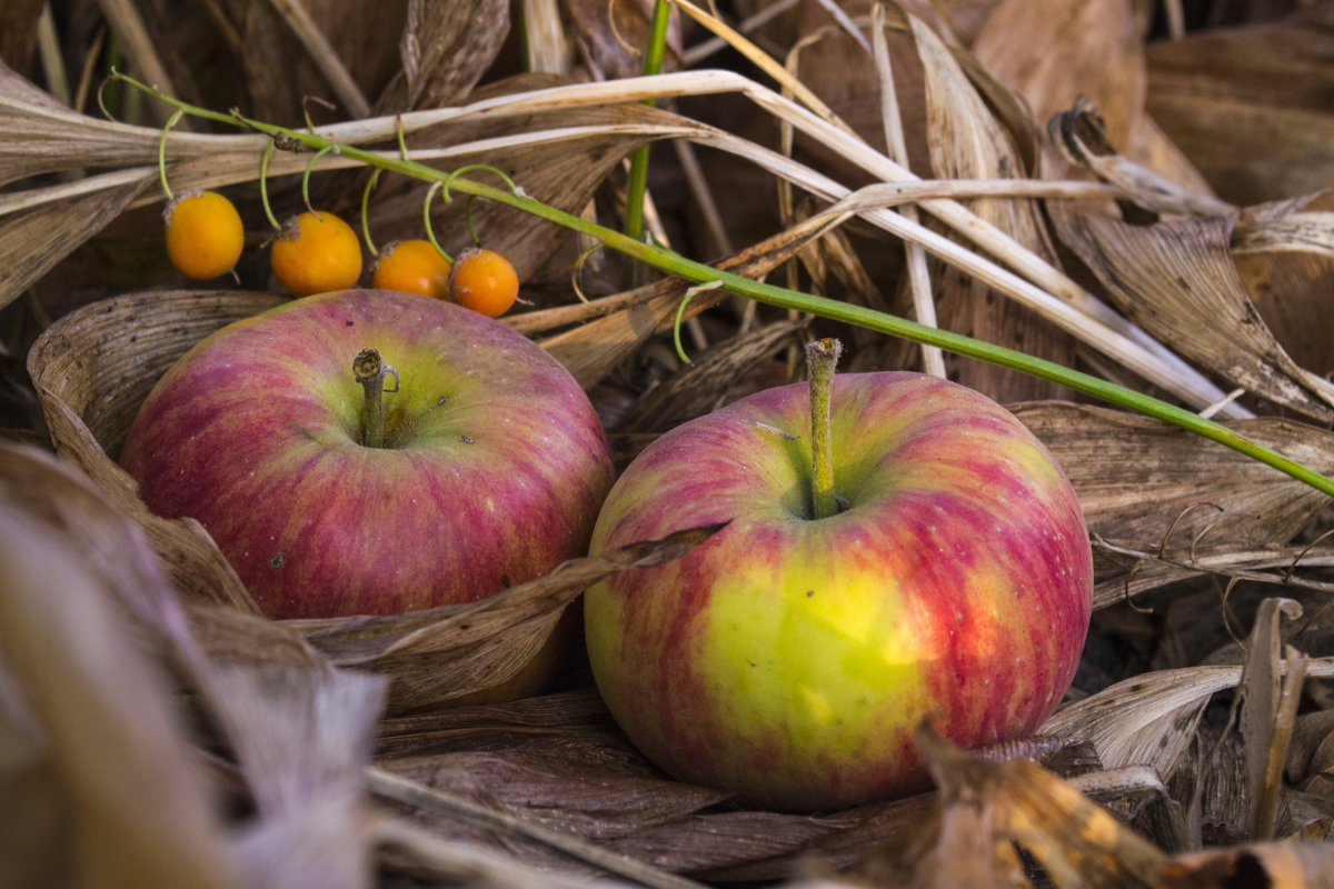 Осенние яблоки - catonbox 