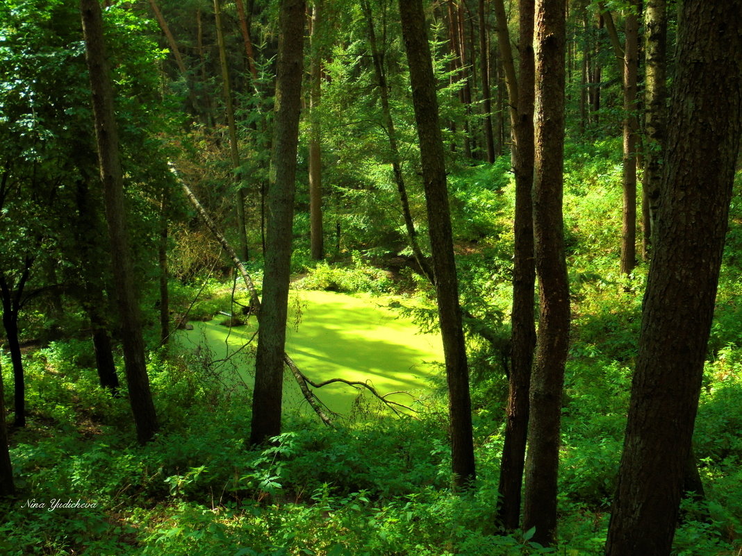 Тайны леса - Nina Yudicheva