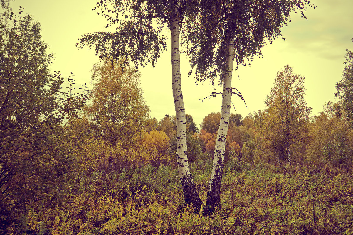 Осень - Андрей Леднев