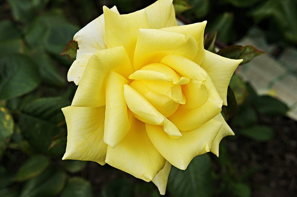 Цветок осени. Роза садовая, сорт Ландора - Елена Павлова (Смолова)