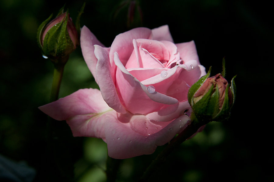 pink rose after rain - Oxana Epifanova