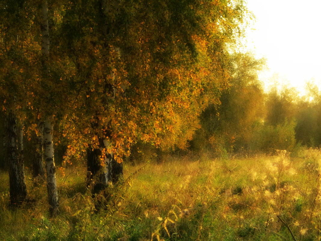 Осенний лес - Ольга Кондратова