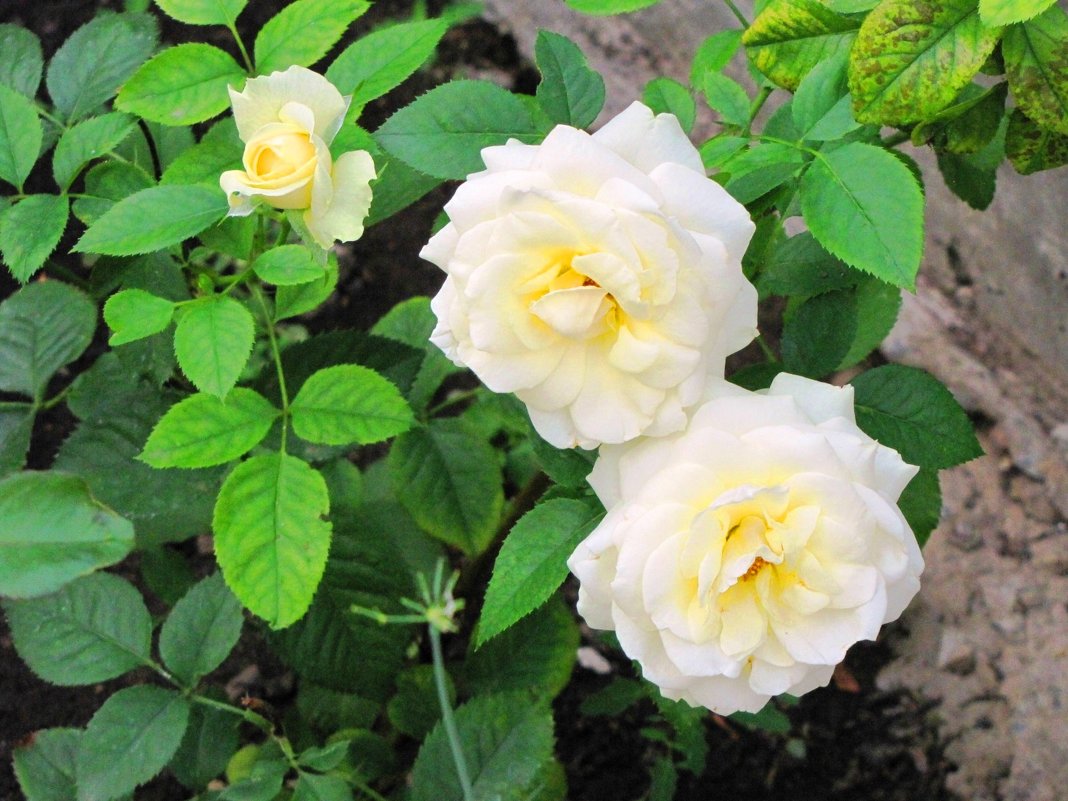Белые розы - Ольга Иргит