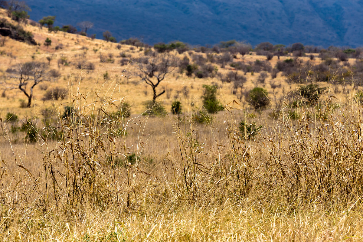 Национальный парк Мкомази (Танзания, сентябрь 2015) - Сергей Андрейчук
