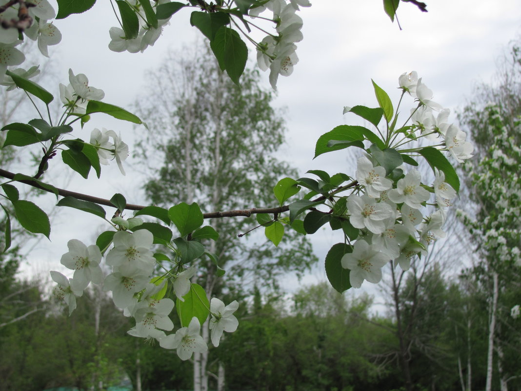 цветущий май (03.05.2012) - Наталья Кочетова 