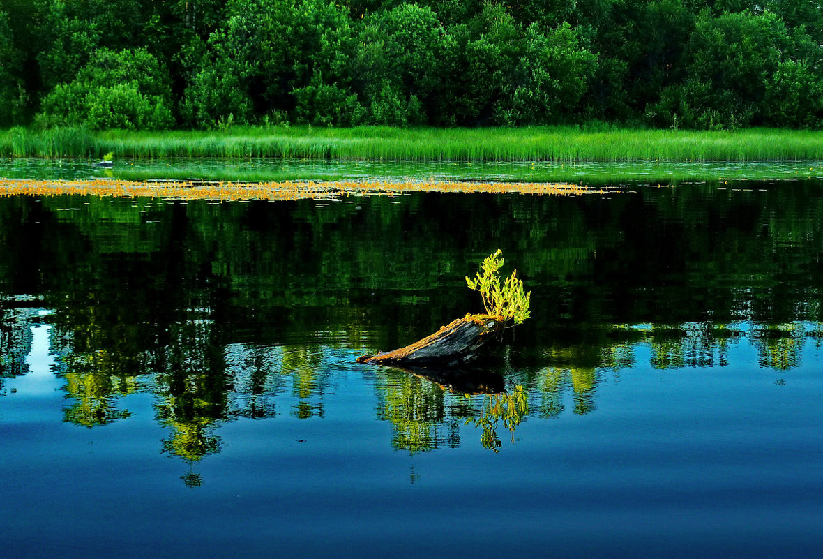 Топляк на озере - Валерий Талашов