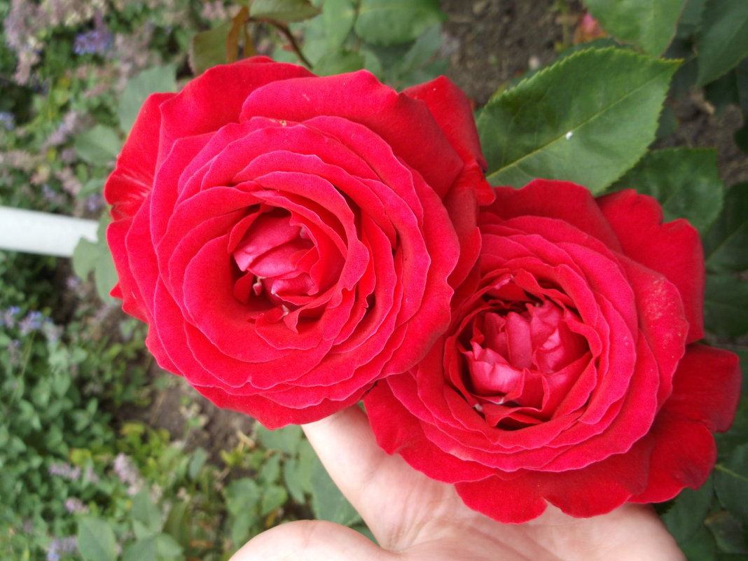 Розы - Дарья 